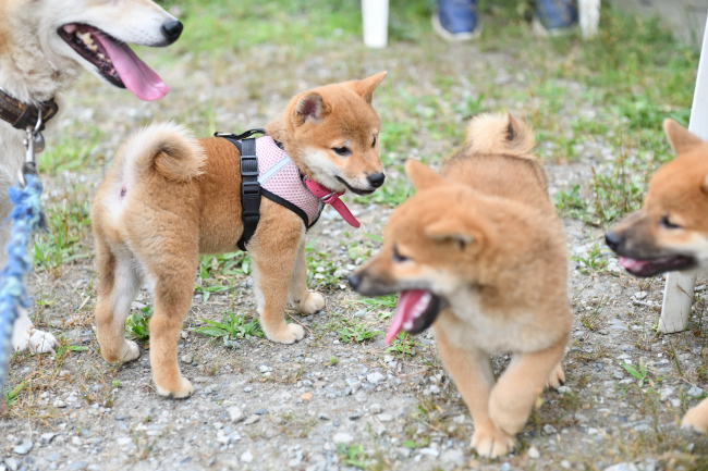 お母さんと2兄弟のじゃれ合い