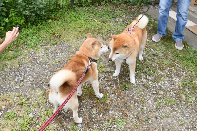 お父さんの源太くんとキンちゃんの再会