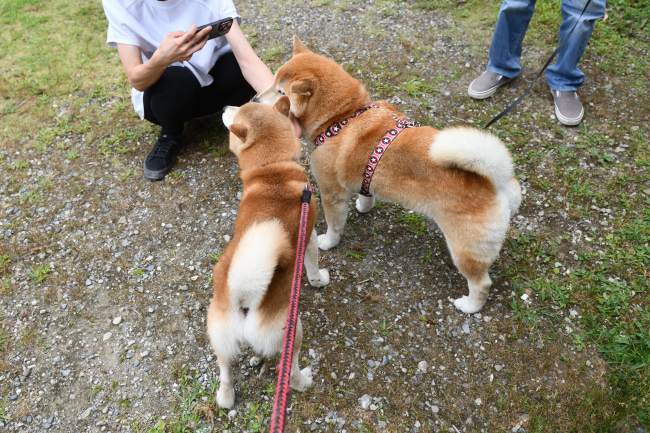 お父さんの源太くんとキンちゃんの再会