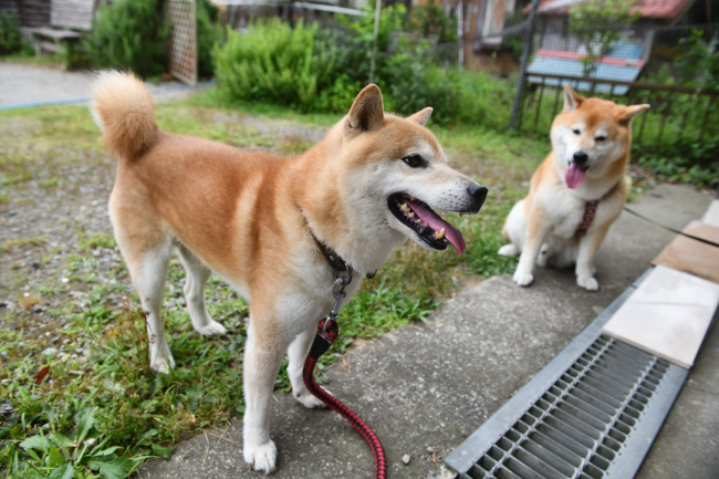 お父さんの源太くんとキンちゃんの再会