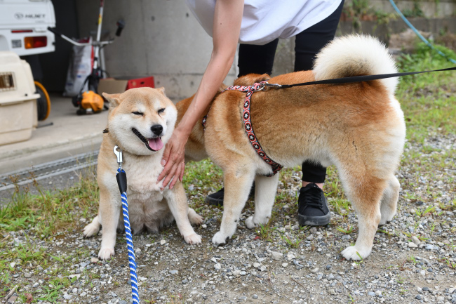 紅里8歳とキンちゃん9歳