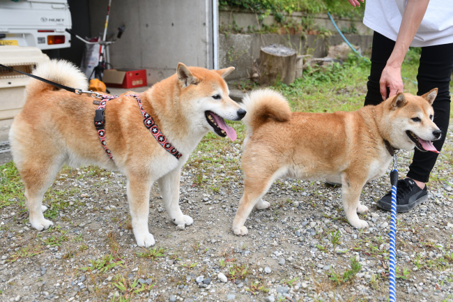 紅里8歳とキンちゃん9歳