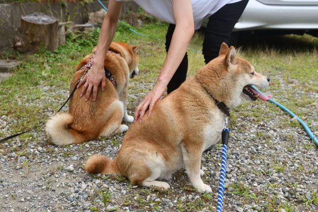 紅里8歳とキンちゃん9歳