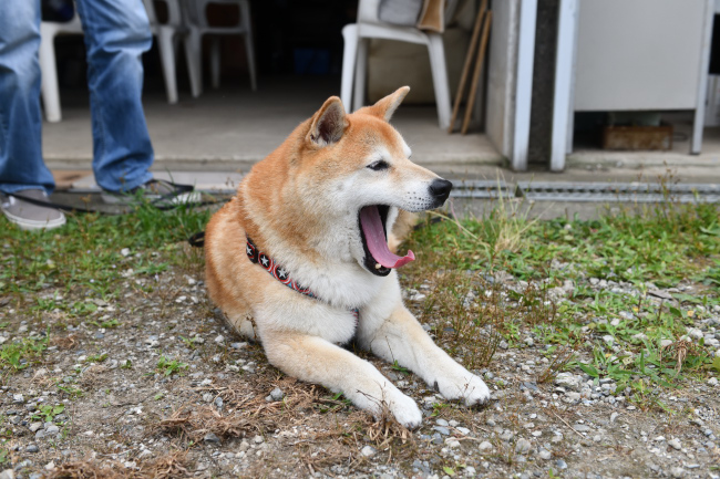 柴犬キンちゃん