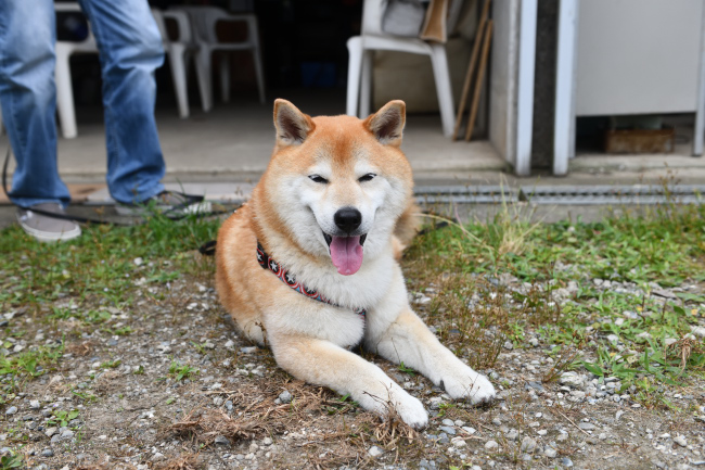 柴犬キンちゃん