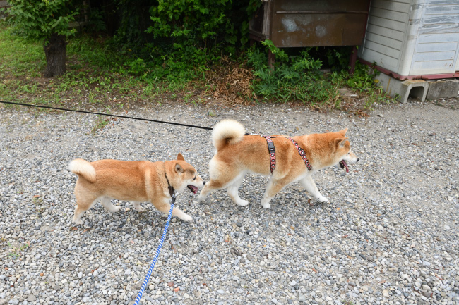 紅里8歳とキンちゃん9歳