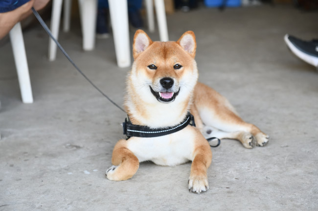 実家でくつろぐ海登君