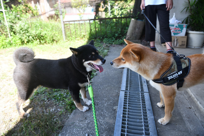黒柴マリモと海登君