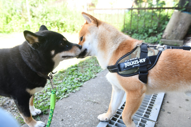 黒柴マリモと海登君
