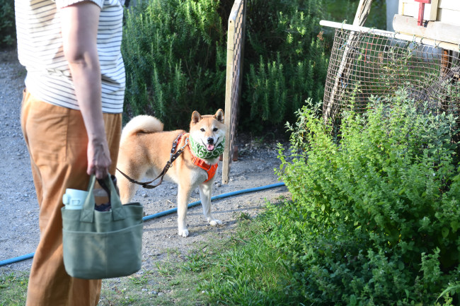 柴犬奏太くん6歳の写真