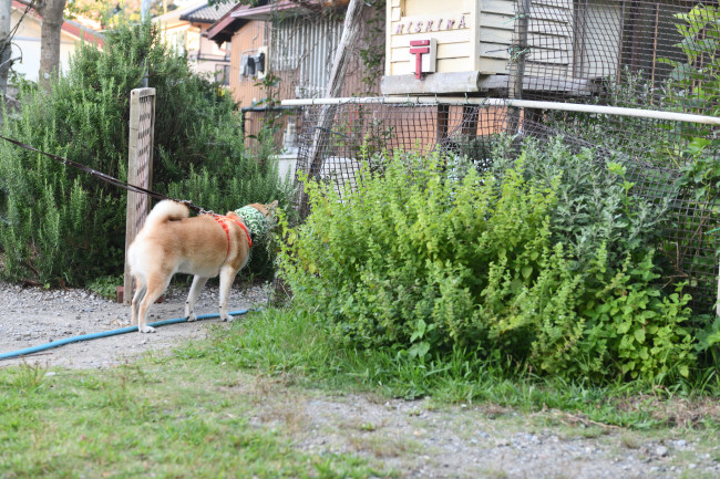 お母さん出てこないかな？