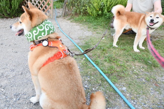 諦めてる柴犬奏太君