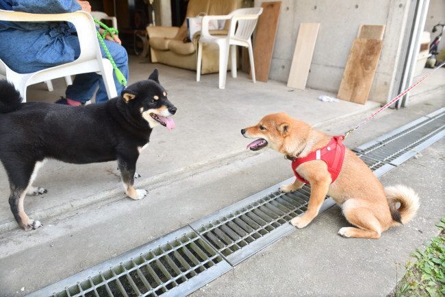 こころちゃんとマリモ