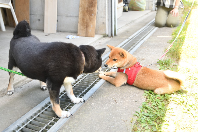 柴犬こころちゃんとお母さんのマリモ