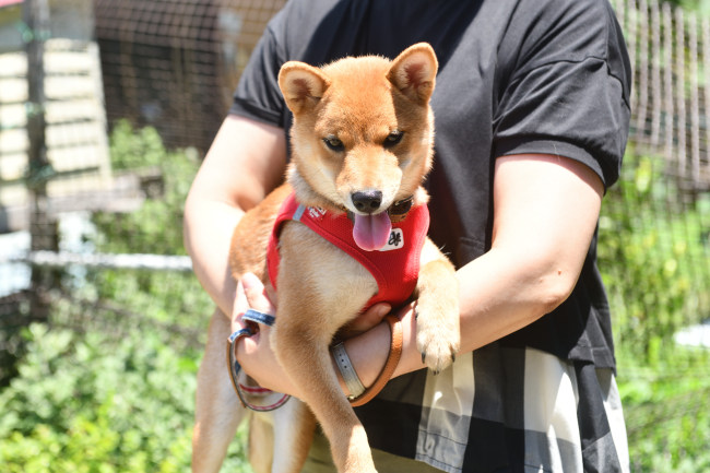 暑さで下を出すここちゃん