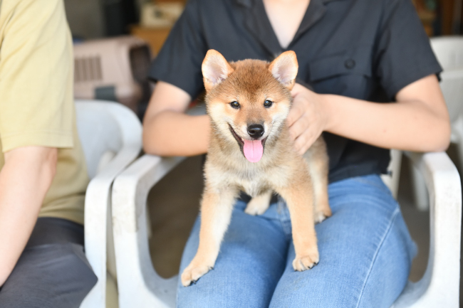 飼い主様の膝の上でお座りするぶん太くん