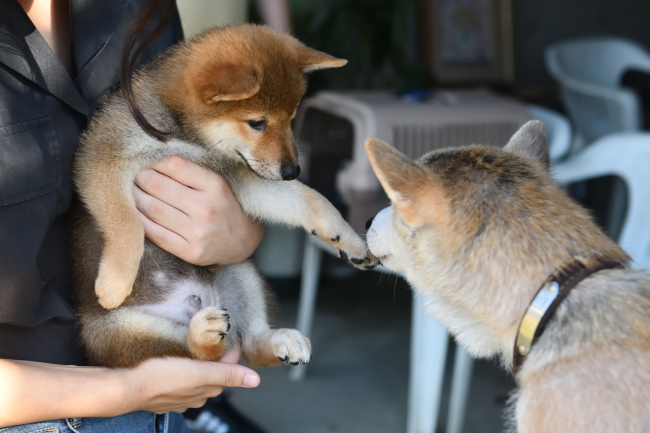 お母さんとお別れするぶん太くん