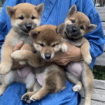 3匹の柴犬の子犬