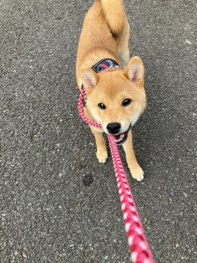 リードを咥える柴犬佐助くん