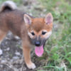 販売中のメスの柴犬の子犬