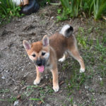 生後3か月のメスの子犬