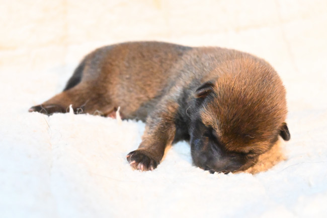 生後4日目の柴犬の子犬