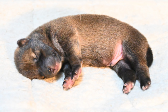 生後4日目の柴犬の子犬