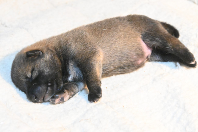 生後8日目の柴犬オスの子犬