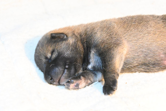 生後8日目の柴犬オスの子犬