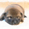 生後12日目の柴犬の子犬