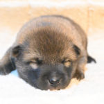生後12日目の柴犬の子犬