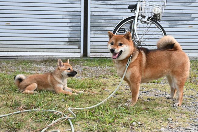 メスの柴犬の子犬