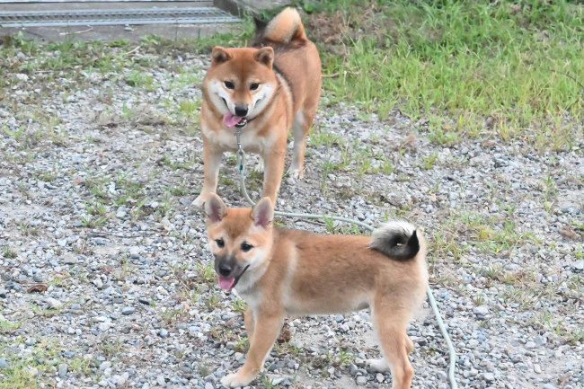 メスの柴犬の子犬