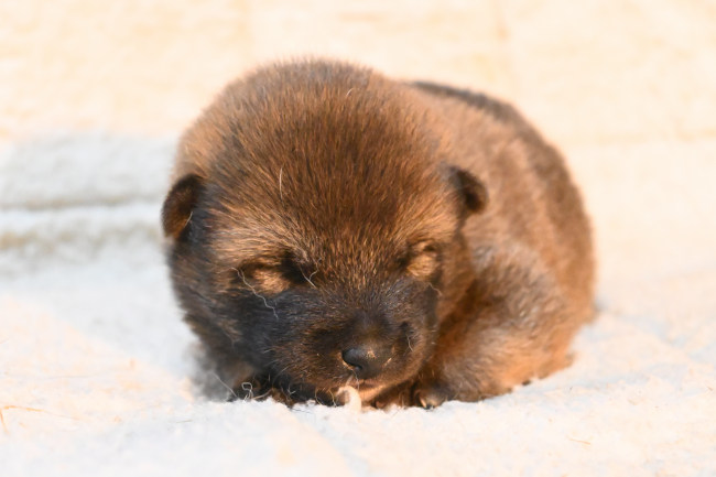 生後14日目の柴犬の子犬