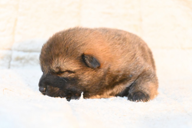 生後14日目の柴犬の子犬