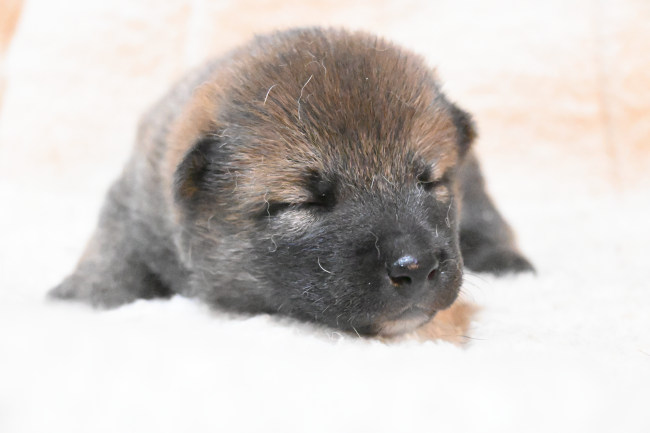 目が開いたばかりの柴犬の子犬