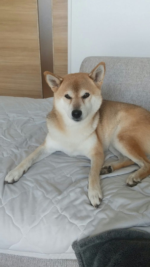 柴犬スズちゃん10歳のお誕生日