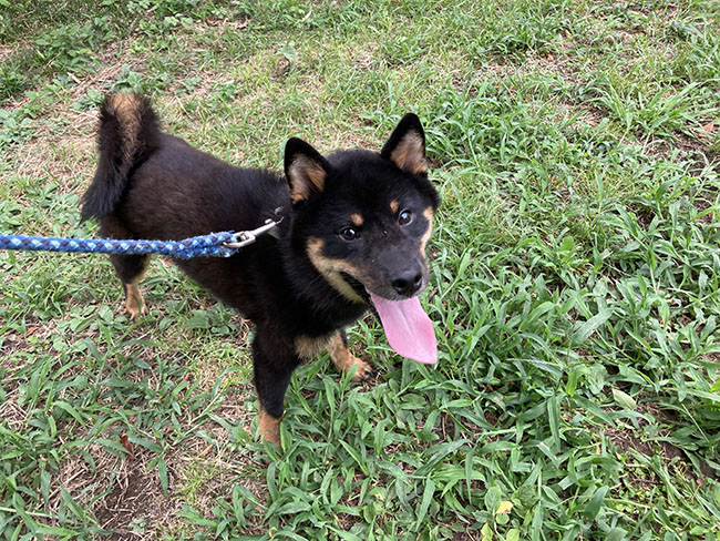 黒柴半蔵くん8か月