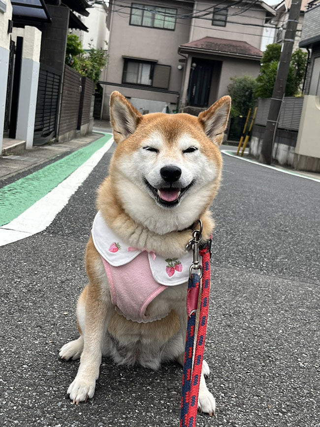 柴犬桃奏ちゃん10歳