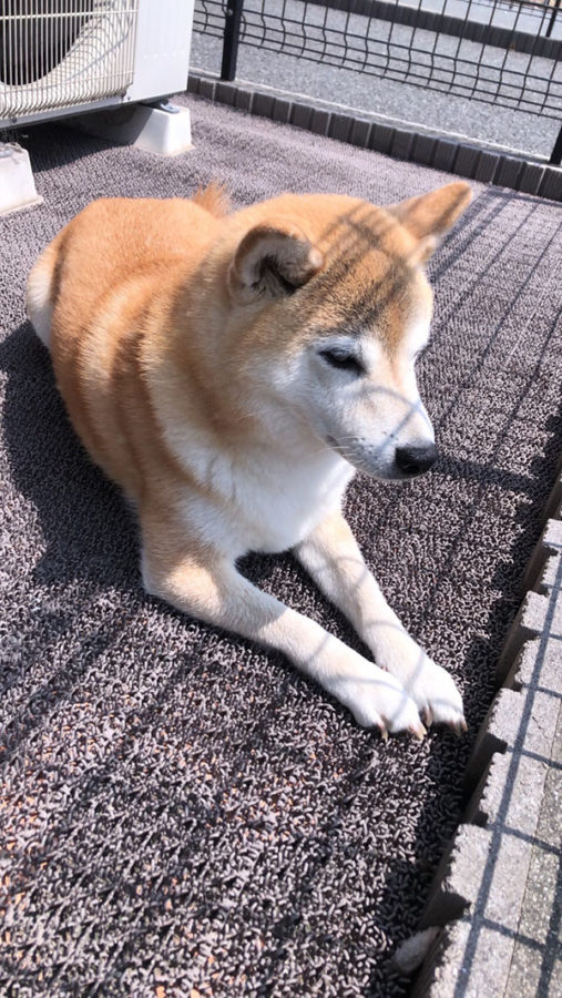 7歳のお誕生日の柴犬ひまわりちゃん