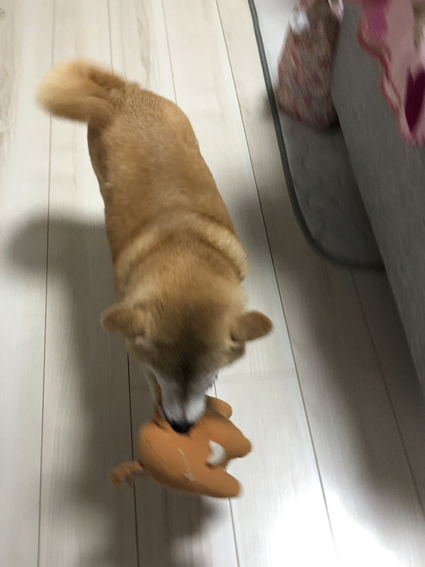 7歳のお誕生日の柴犬ひまわりちゃん