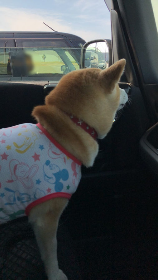 7歳のお誕生日の柴犬ひまわりちゃん