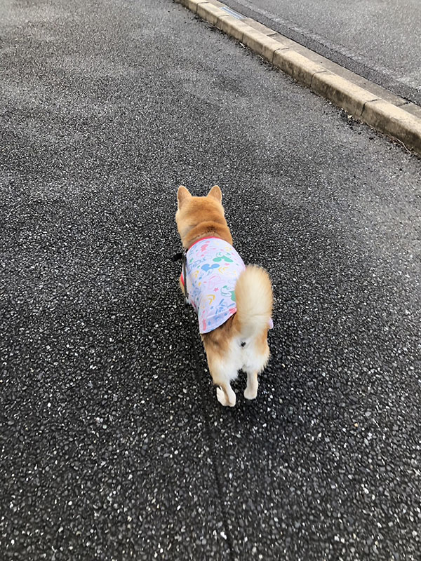 7歳のお誕生日の柴犬ひまわりちゃん