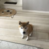7歳のお誕生日の柴犬ひまわりちゃん