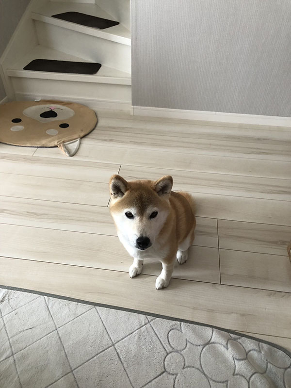 7歳のお誕生日の柴犬ひまわりちゃん