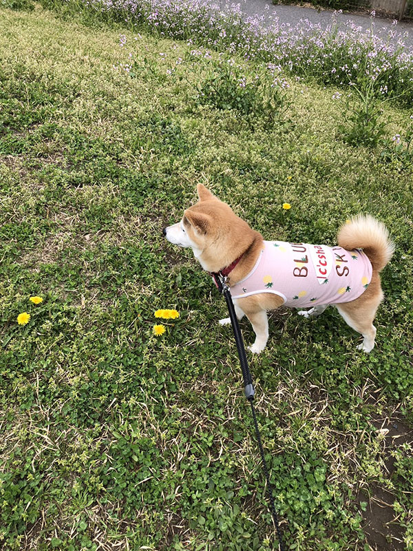柴犬ひまわりちゃん