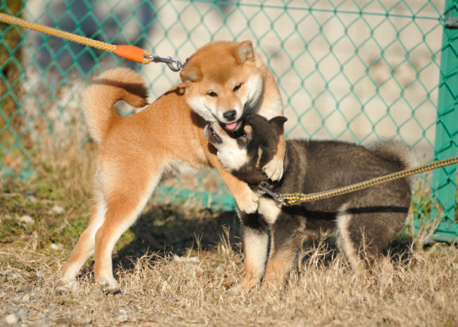 赤柴丸豪君と月姫