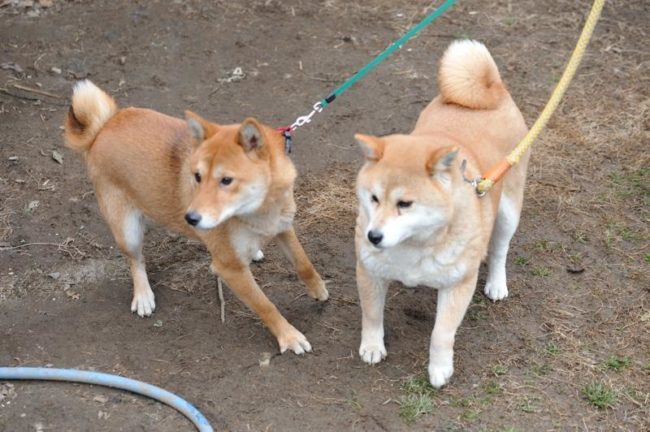 お母さんの紅花姫とまみちゃん。