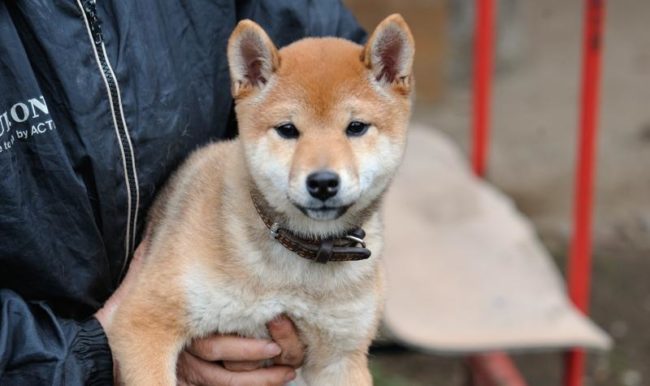 0歳の時のかりん