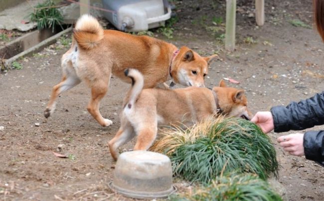 0歳の時のかりんと遊ぶマミちゃん